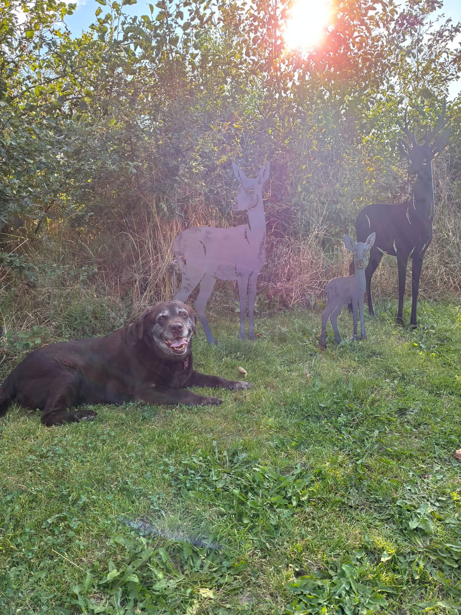 Freja fra Frejas Hundeleg