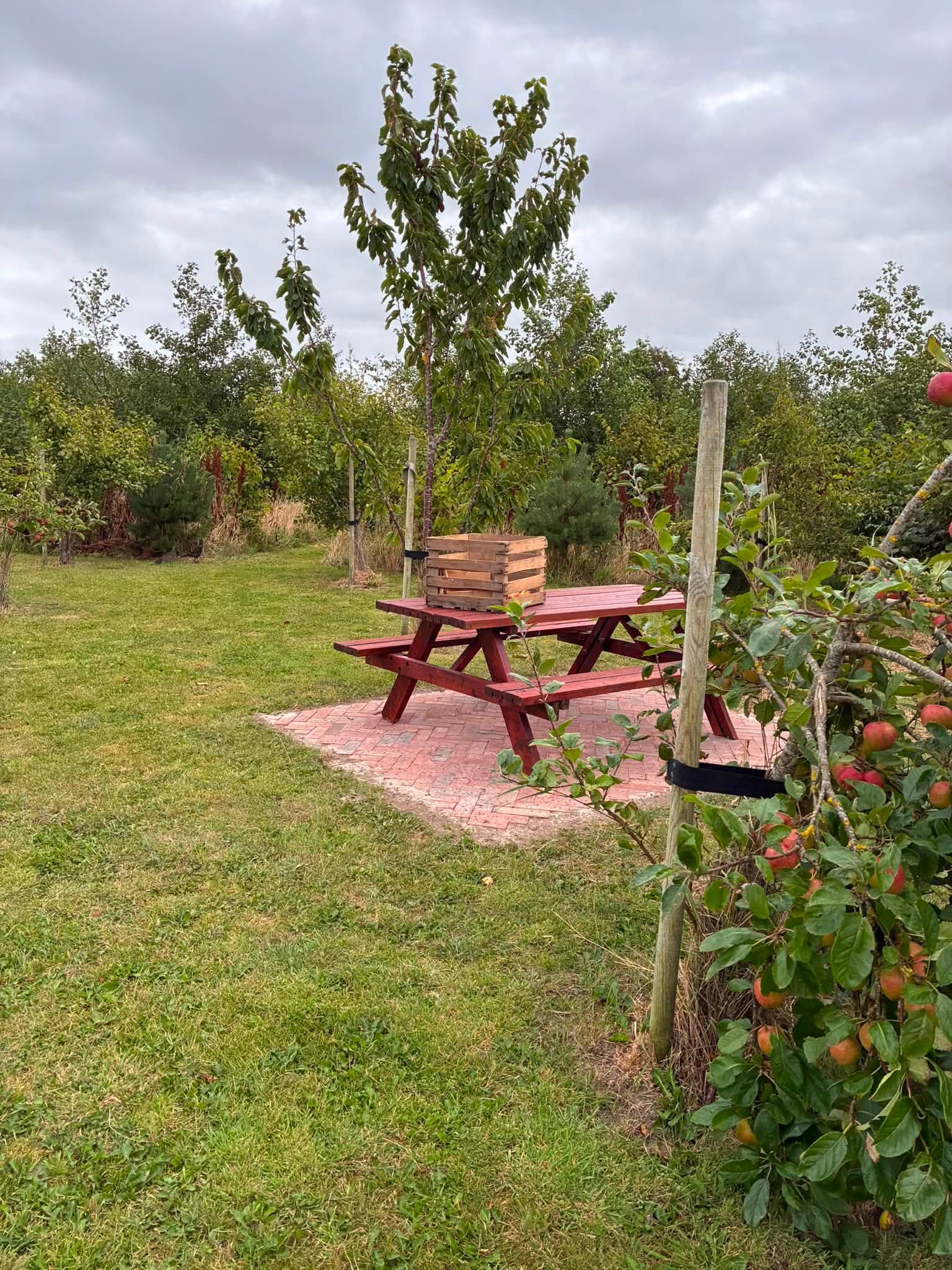 Picnicområde hos Frejas Hundeleg